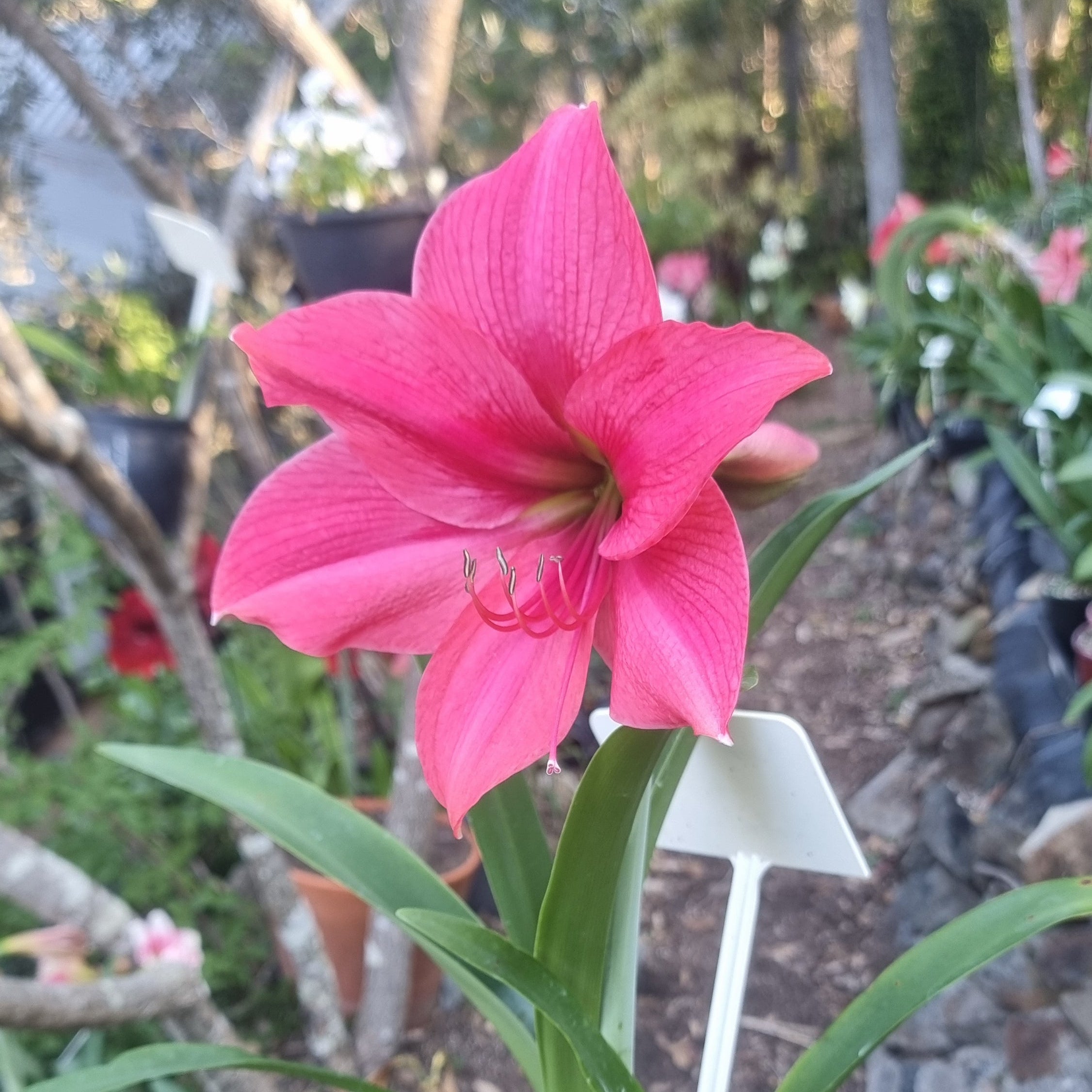 Hippeastrum ‘THCo #49 2025’ – MATURE 3+ YEAR OLD BULB