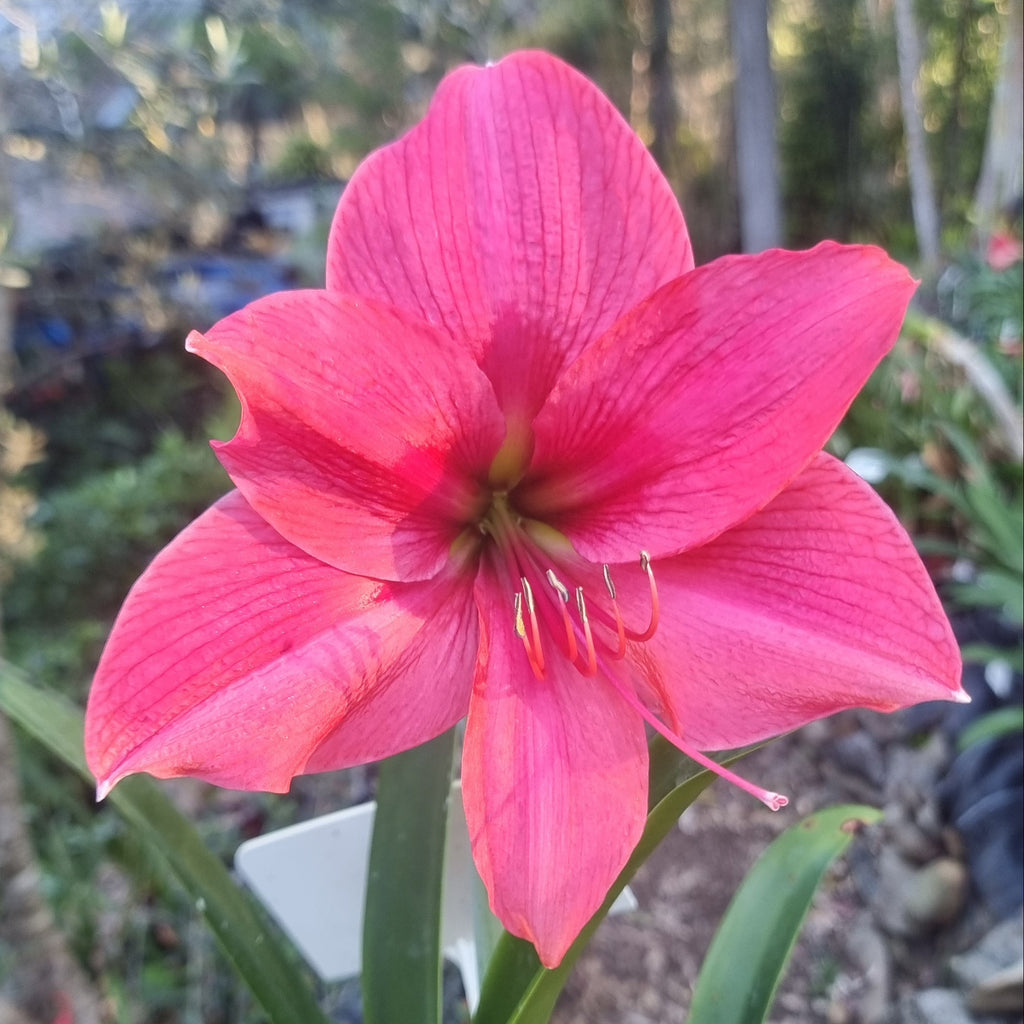 Hippeastrum 'THCo #49 2025' Flowering Sized Bulb