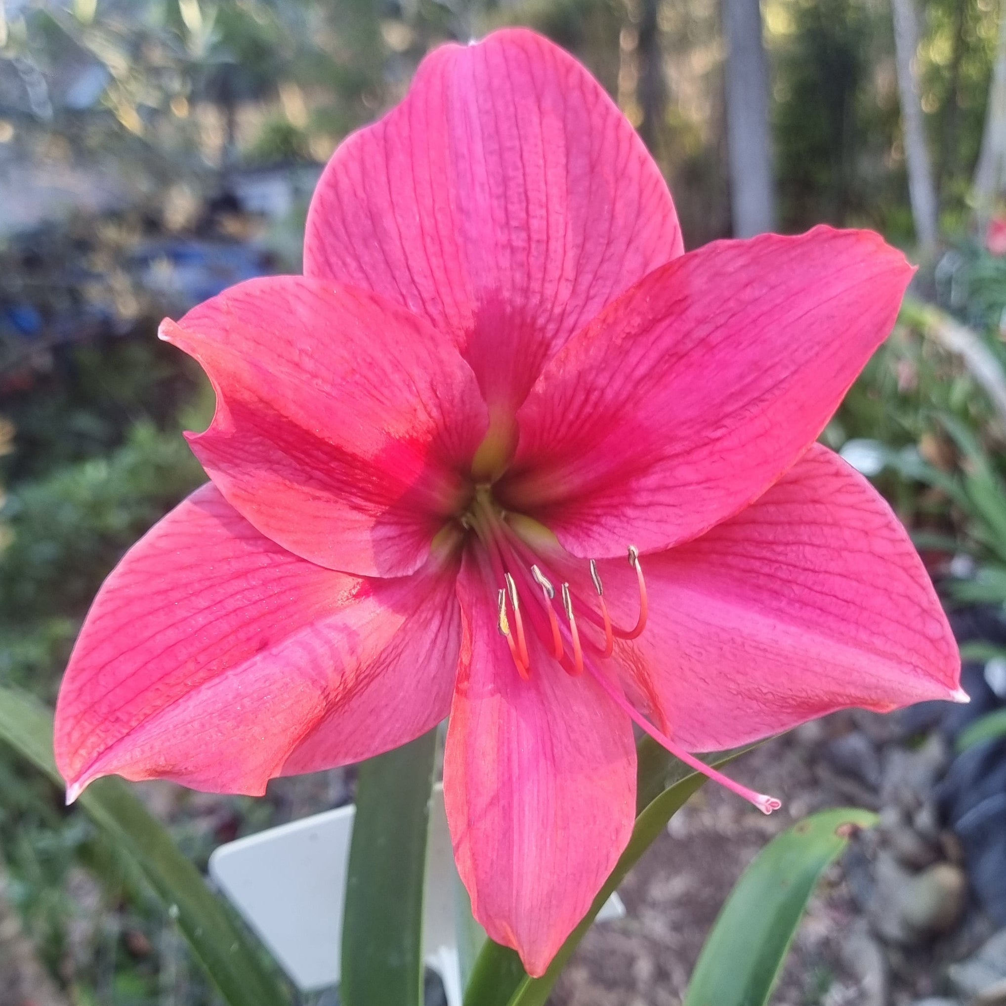 Hippeastrum ‘THCo #49 2025’ – MATURE 3+ YEAR OLD BULB