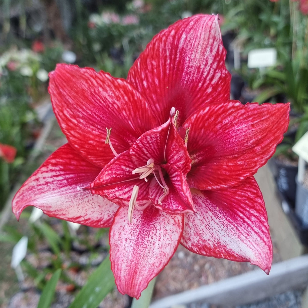 Hippeastrum ‘Speckles’ – 12 Month Old Bulb