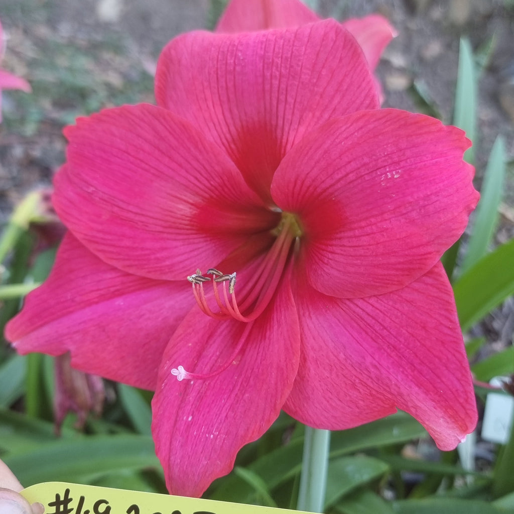 Hippeastrum 'THCo #49 2025' Flowering Sized Bulb