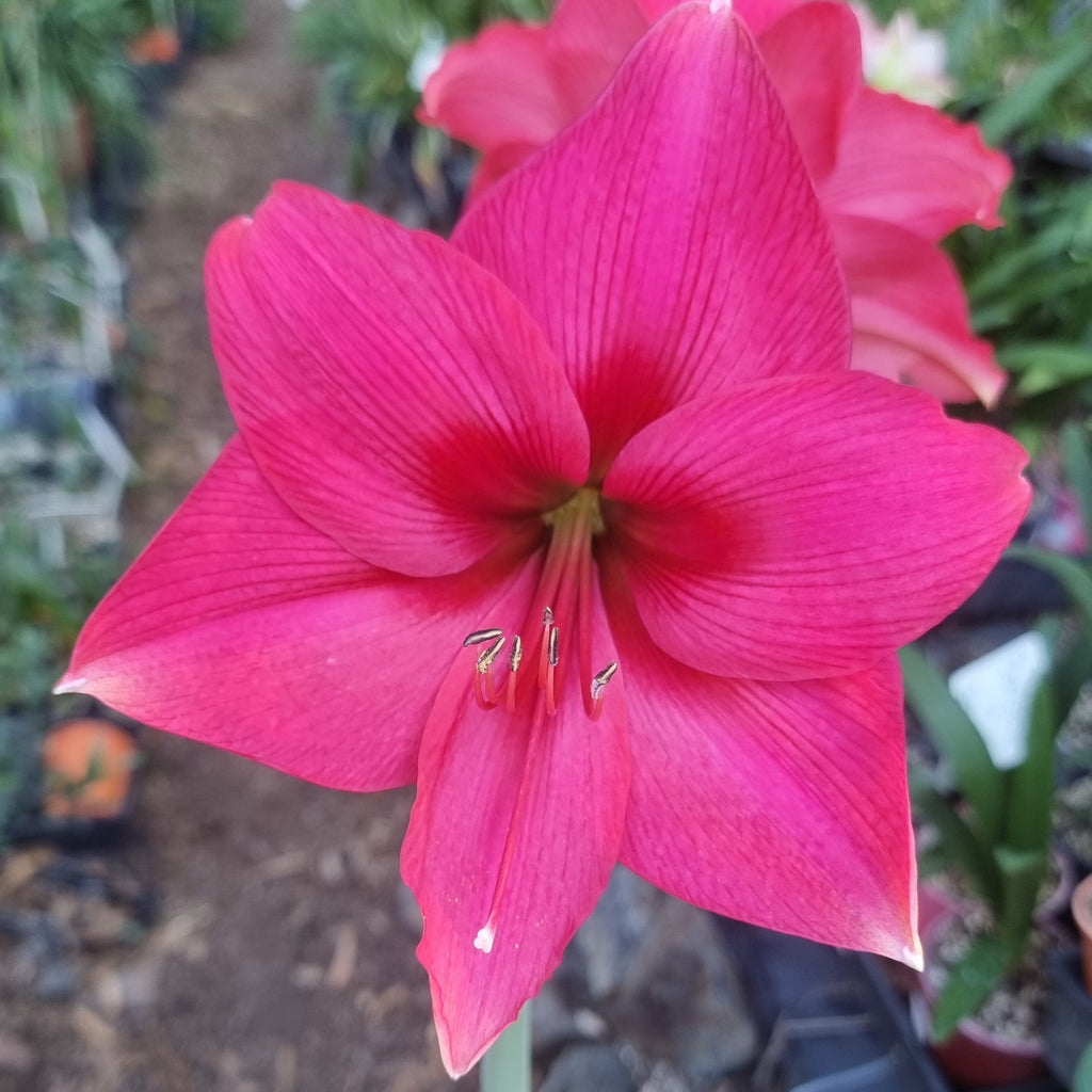 Hippeastrum 'THCo #49 2025' Flowering Sized Bulb