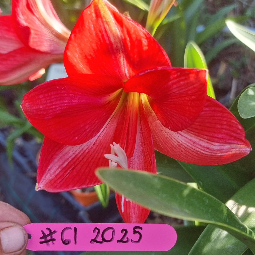 Hippeastrum 'THCo #61 2025' Flowering Sized Bulb
