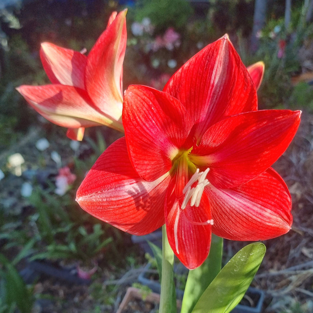 Hippeastrum 'THCo #61 2025' Flowering Sized Bulb