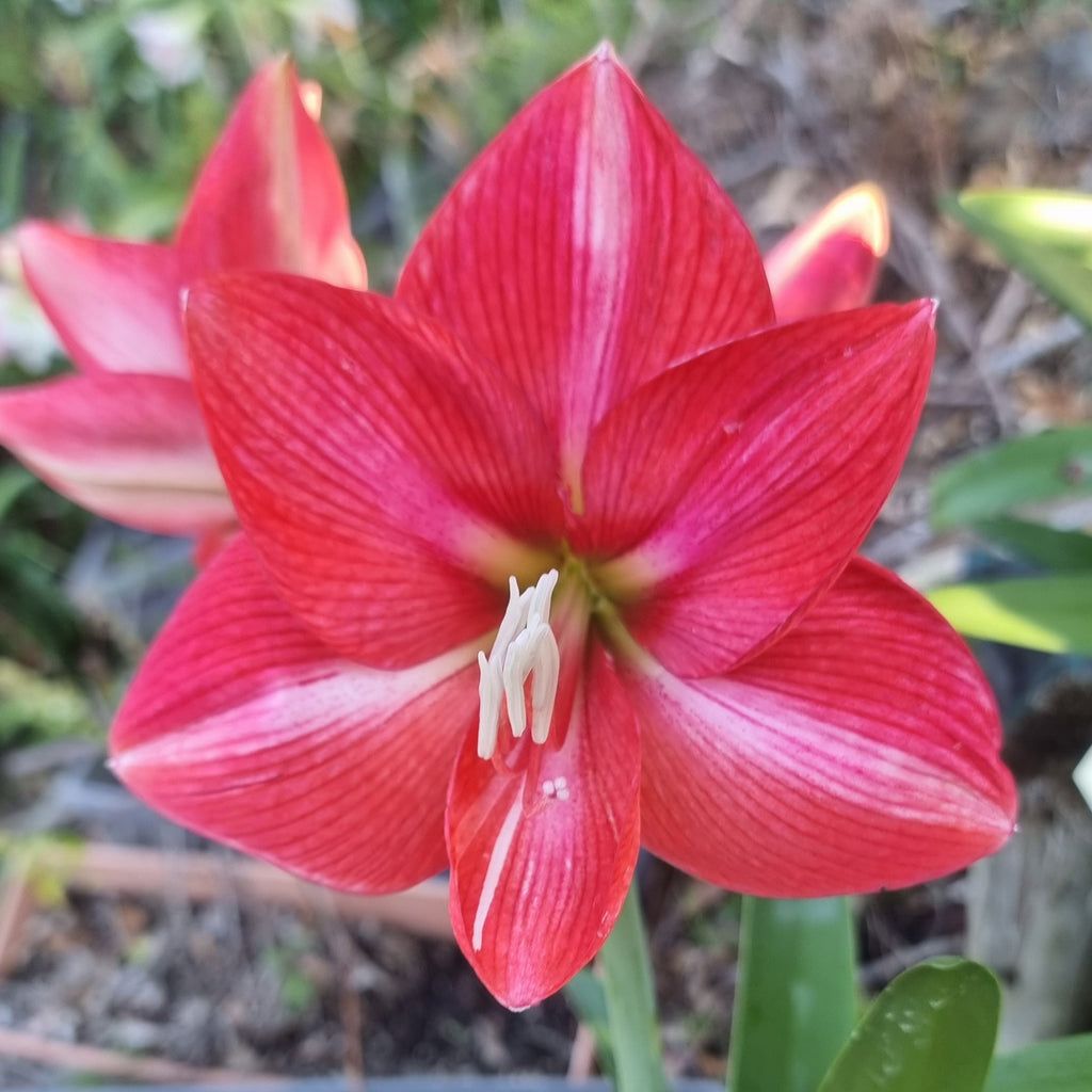 Hippeastrum 'THCo #61 2025' Flowering Sized Bulb