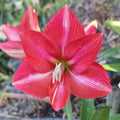 Hippeastrum 'THCo #61 2025' Flowering Sized Bulb