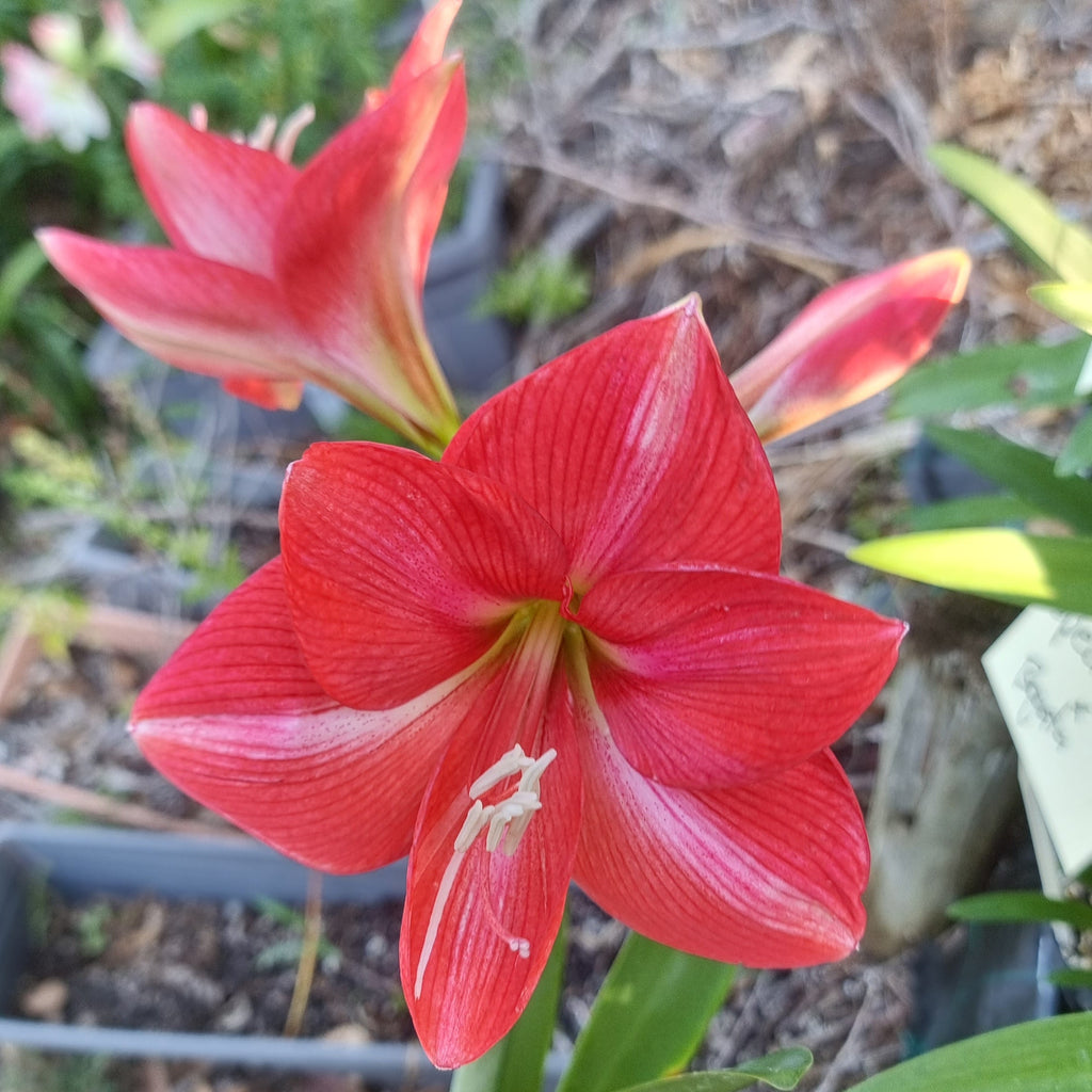 Hippeastrum 'THCo #61 2025' Flowering Sized Bulb