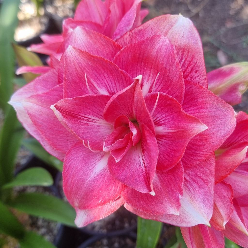 Maguires Double Hippeastrum ‘Elkie’ – 12 Month Old Bulb Sought After