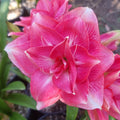 Maguires Double Hippeastrum ‘Elkie’ – 12 Month Old Bulb Sought After