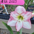Hippeastrum ‘THCo #66 2025’ – MATURE 3+ YEAR OLD BULB