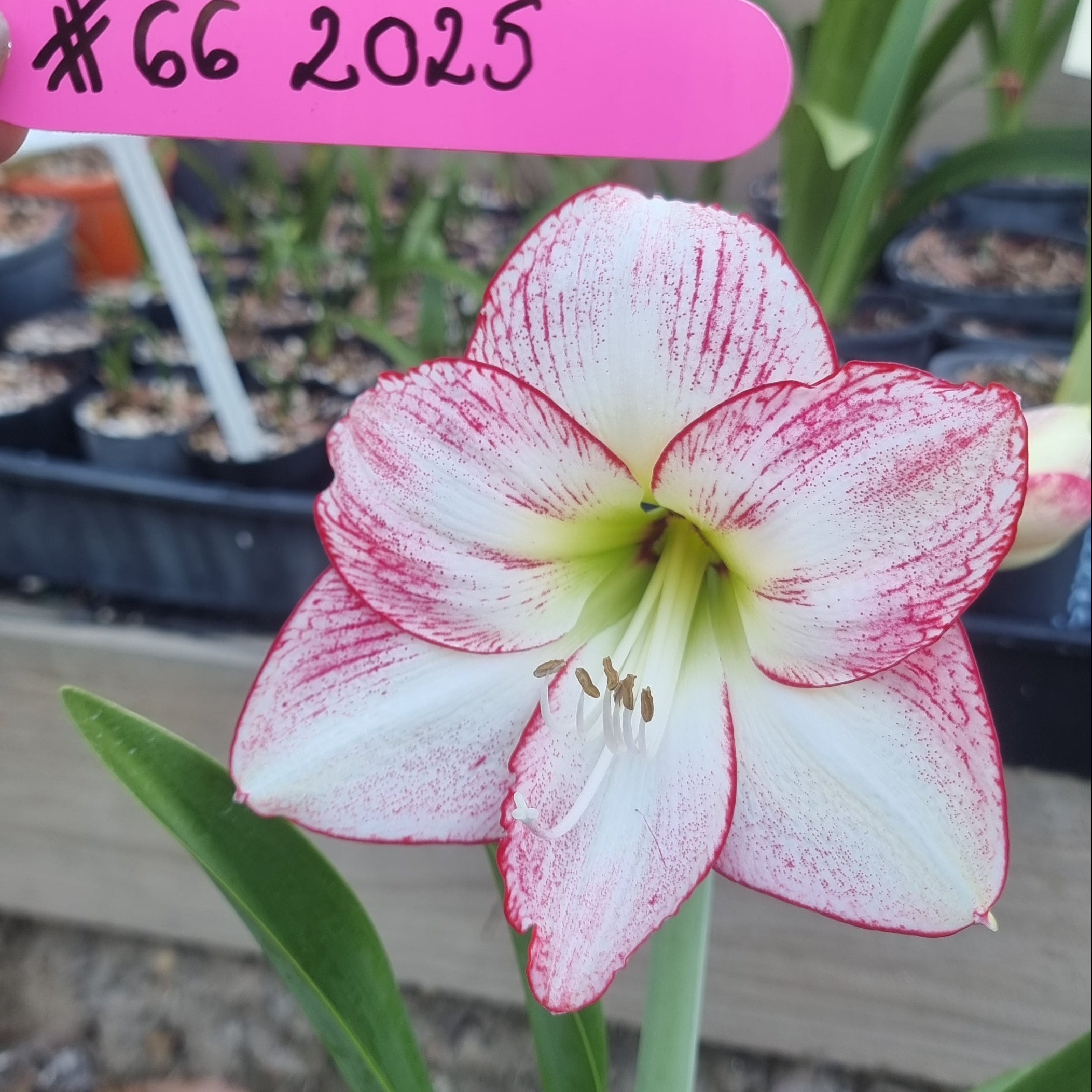 Hippeastrum ‘THCo #66 2025’ – MATURE 3+ YEAR OLD BULB
