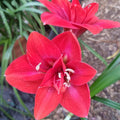 Hippeastrum ‘THCo #70 2025’ – MATURE 3+ YEAR OLD BULB