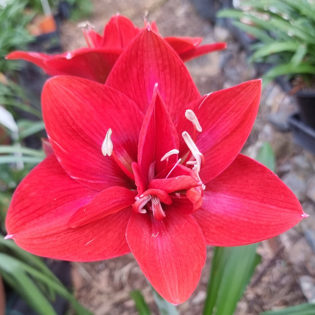 Hippeastrum ‘THCo #70 2025’ – MATURE 3+ YEAR OLD BULB