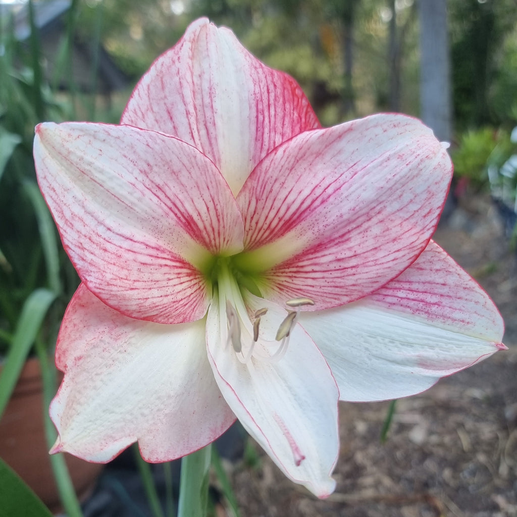 Hippeastrum ‘THCo #71 2025’ – MATURE 3+ YEAR OLD BULB