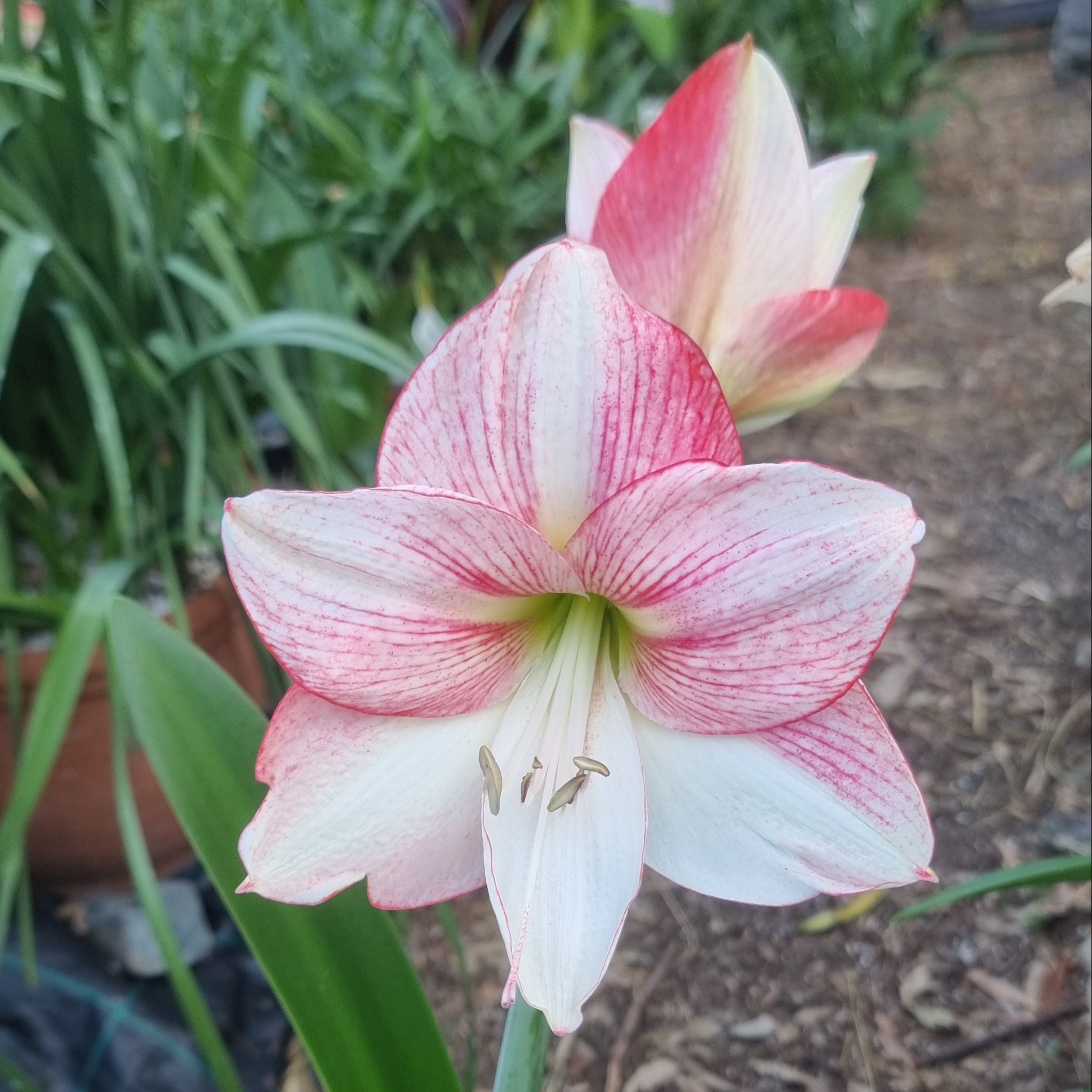 Hippeastrum ‘THCo #71 2025’ – MATURE 3+ YEAR OLD BULB