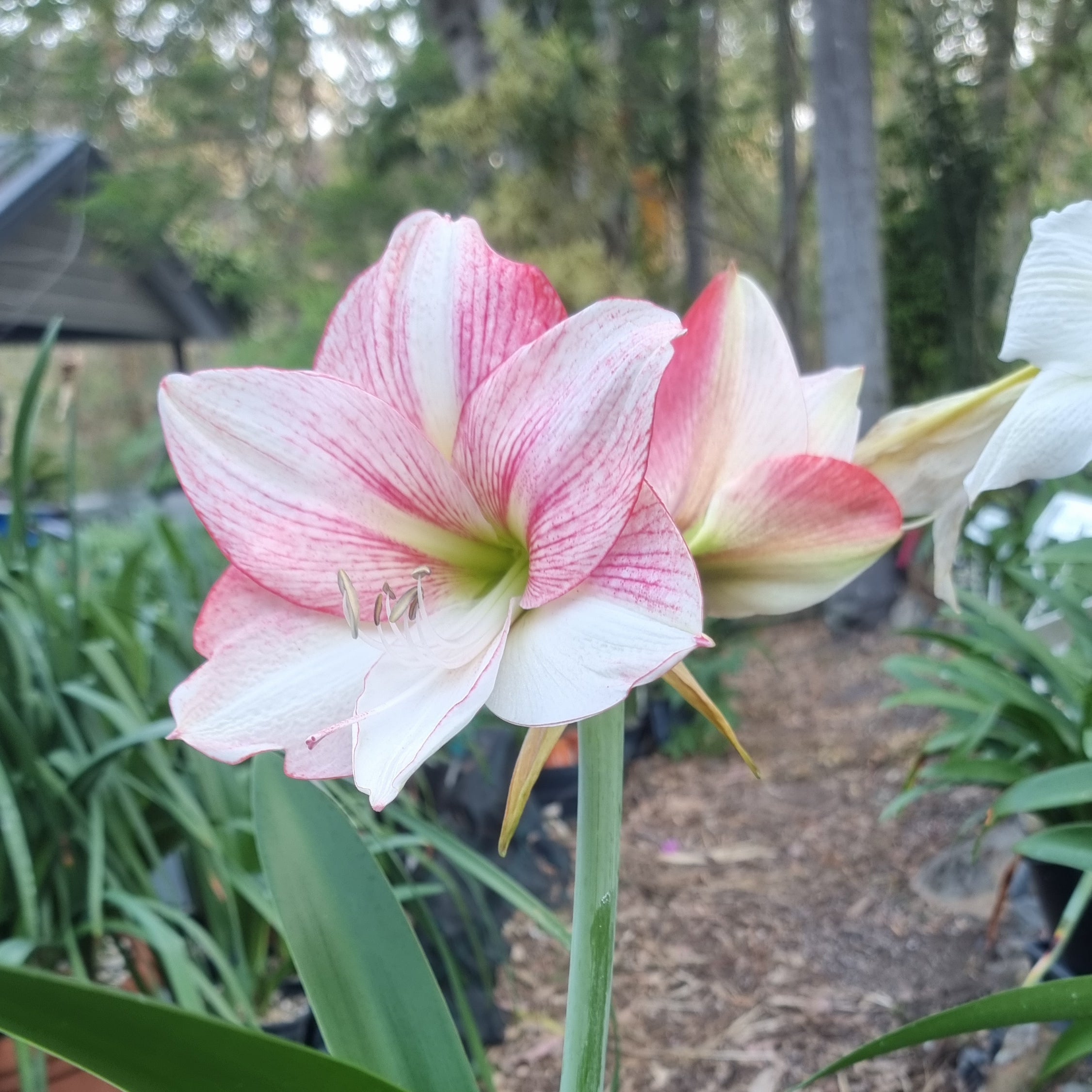 Hippeastrum ‘THCo #71 2025’ – MATURE 3+ YEAR OLD BULB