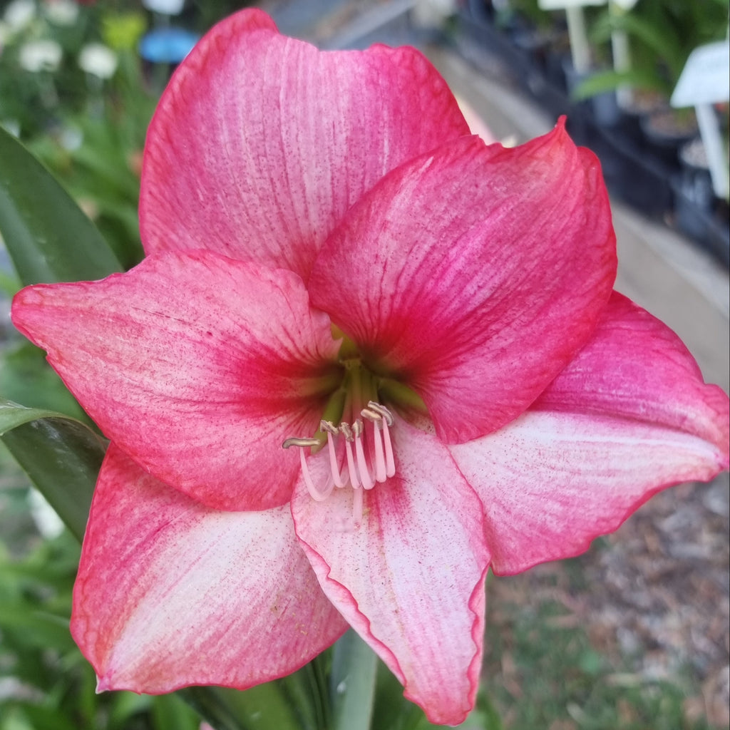 Hippeastrum ‘THCo #73 2025’ – MATURE 3+ YEAR OLD BULB