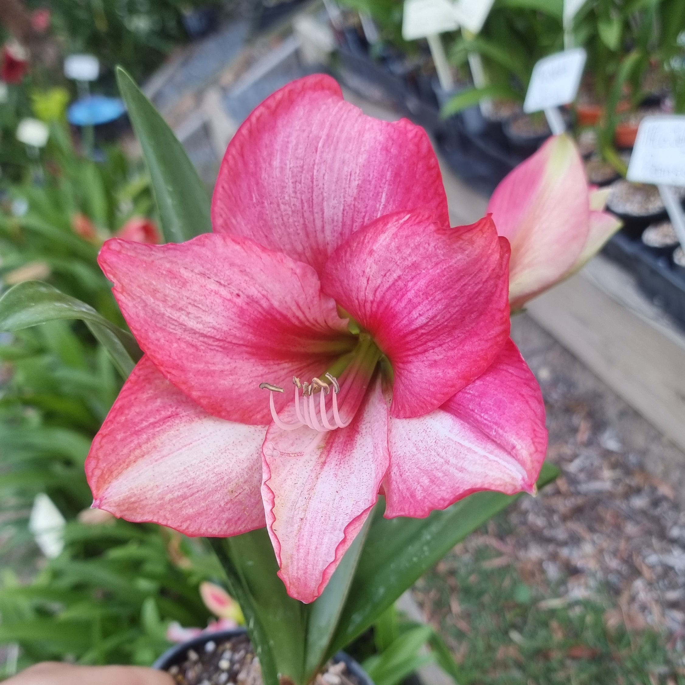 Hippeastrum ‘THCo #73 2025’ – MATURE 3+ YEAR OLD BULB
