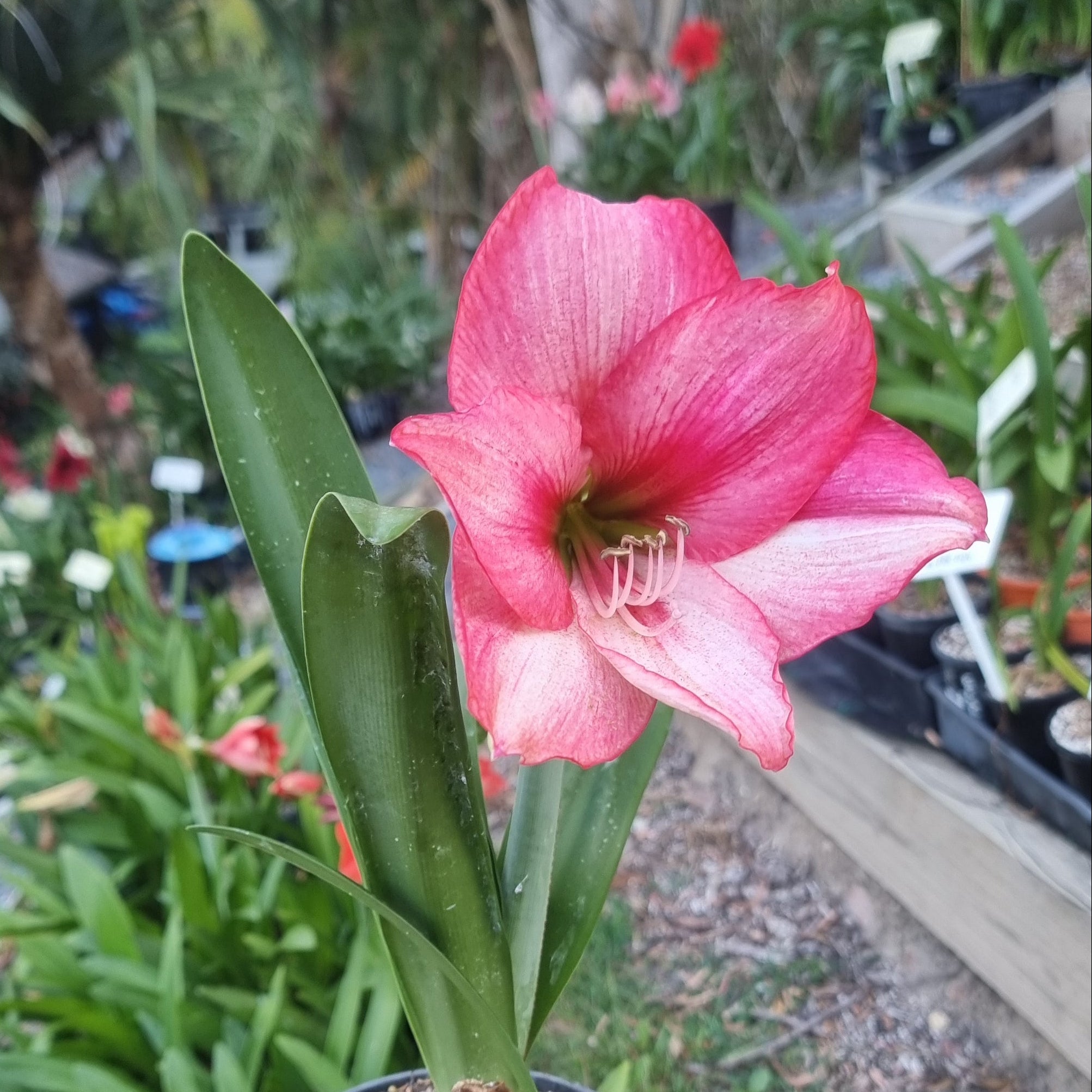 Hippeastrum ‘THCo #73 2025’ – MATURE 3+ YEAR OLD BULB