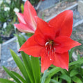 Hippeastrum ‘THCo #75 2025’ – MATURE 3+ YEAR OLD BULB