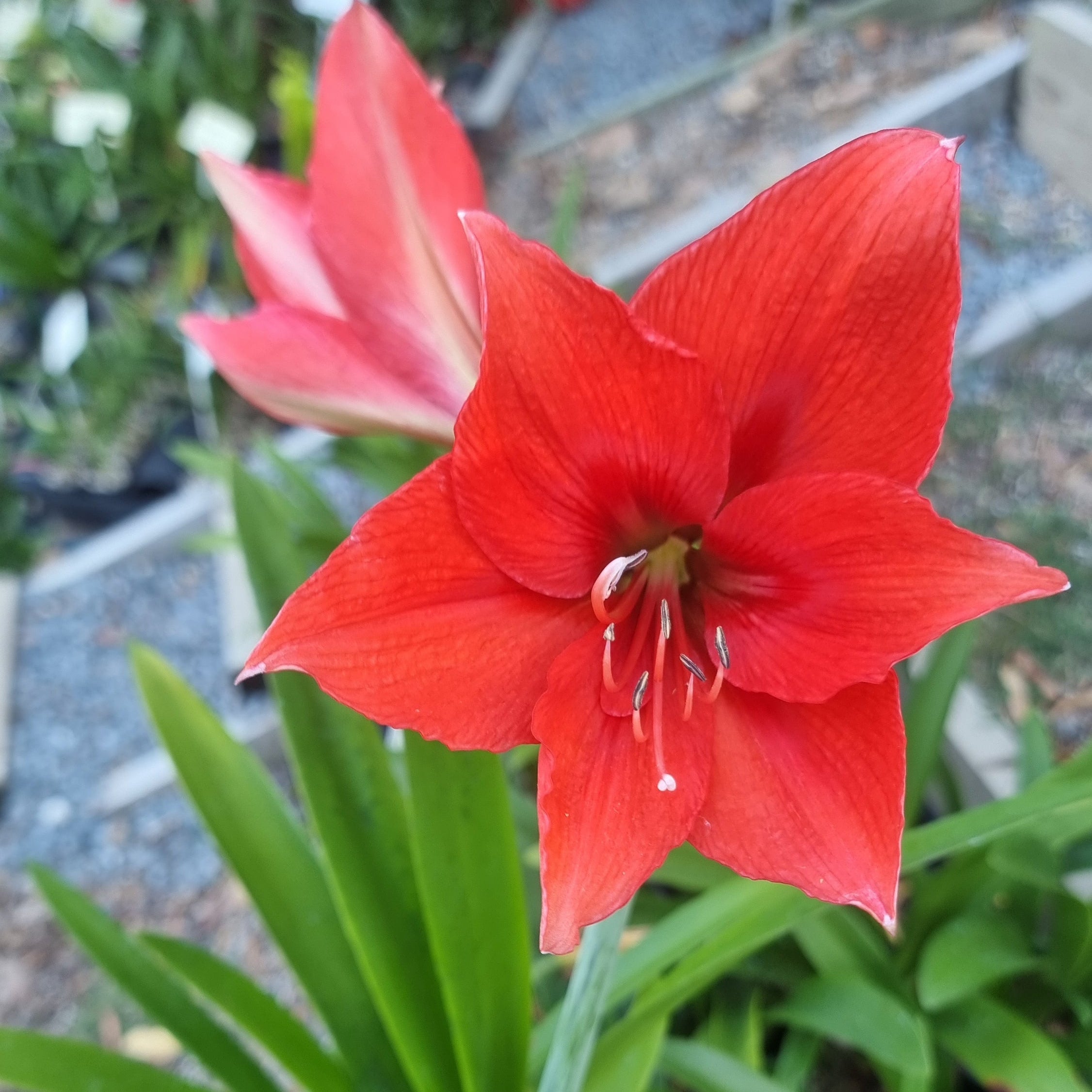 Hippeastrum ‘THCo #75 2025’ – MATURE 3+ YEAR OLD BULB