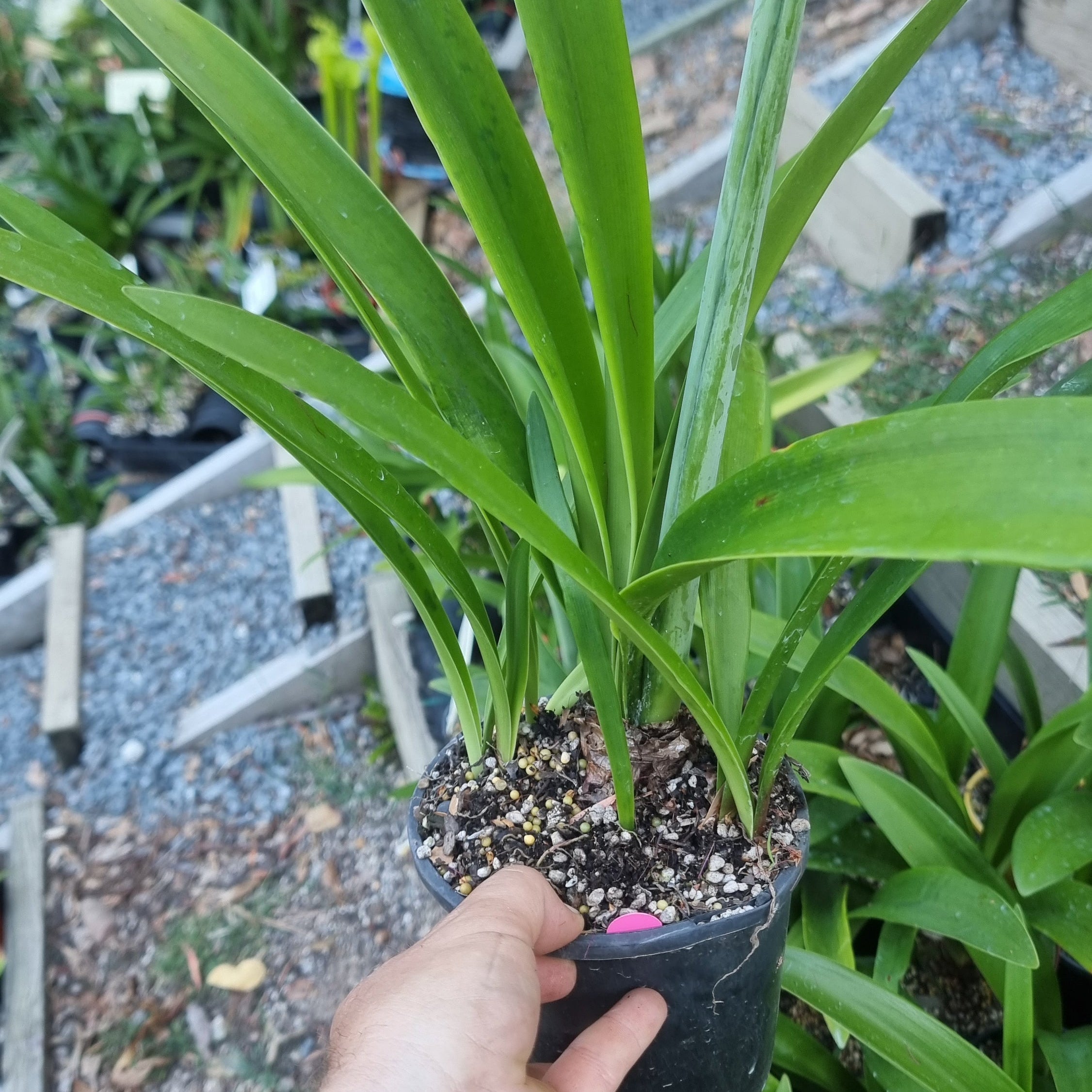 Hippeastrum ‘THCo #75 2025’ – MATURE 3+ YEAR OLD BULB