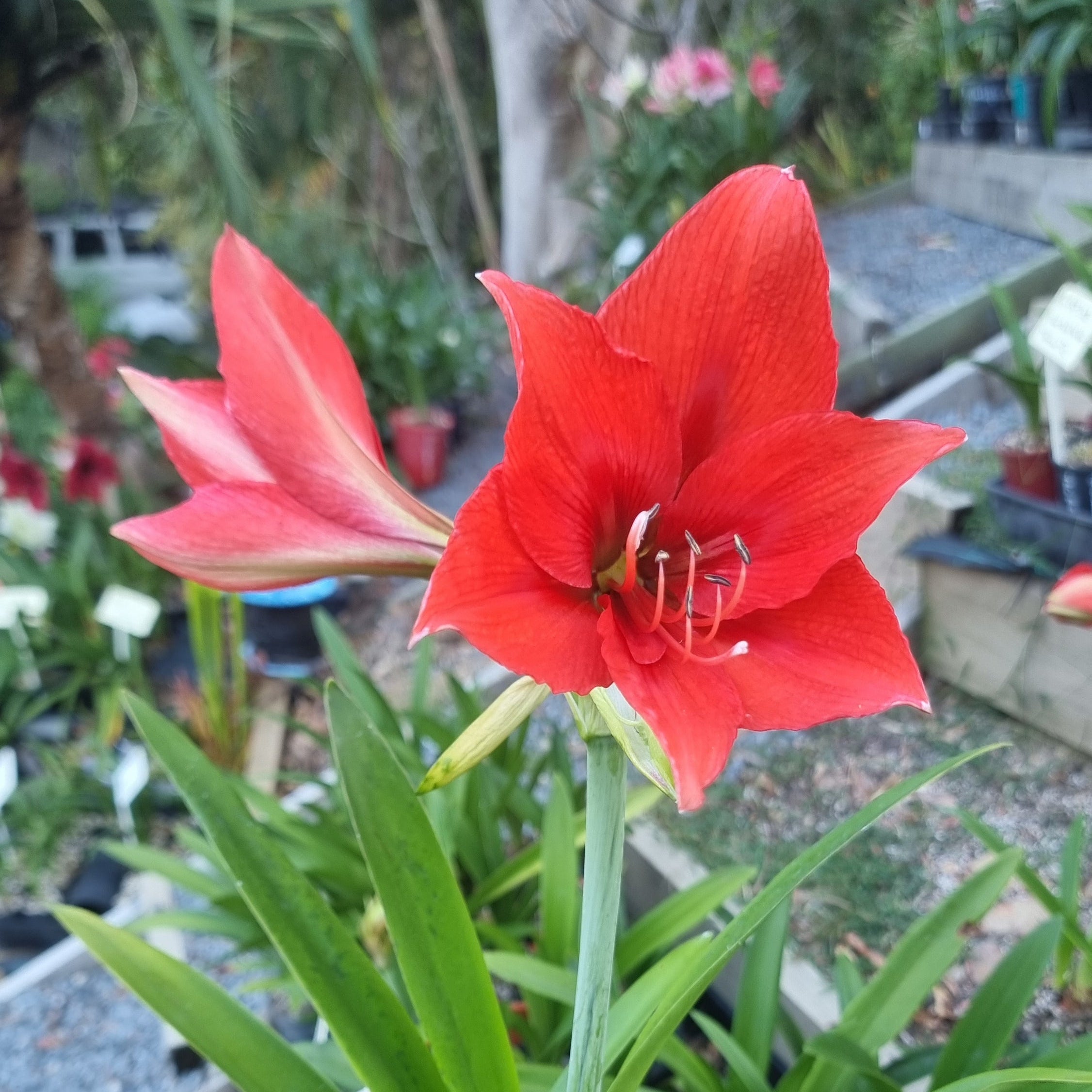 Hippeastrum ‘THCo #75 2025’ – MATURE 3+ YEAR OLD BULB