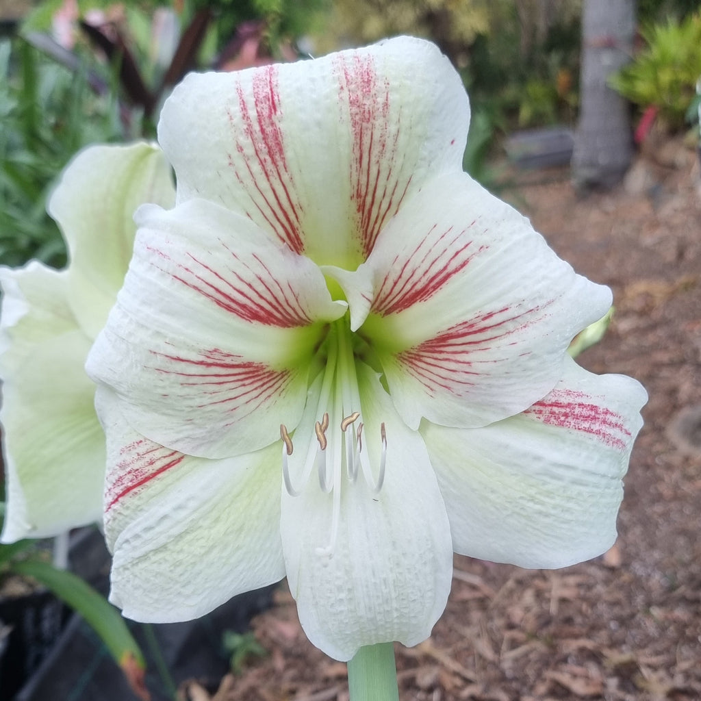 Hippeastrum ‘THCo #76 2025’ – MATURE 3+ YEAR OLD BULB