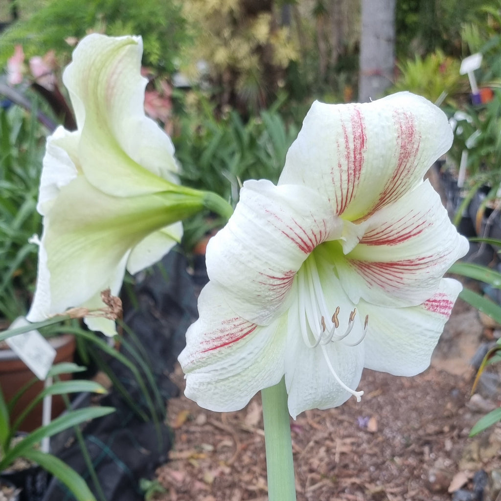 Hippeastrum ‘THCo #76 2025’ – MATURE 3+ YEAR OLD BULB
