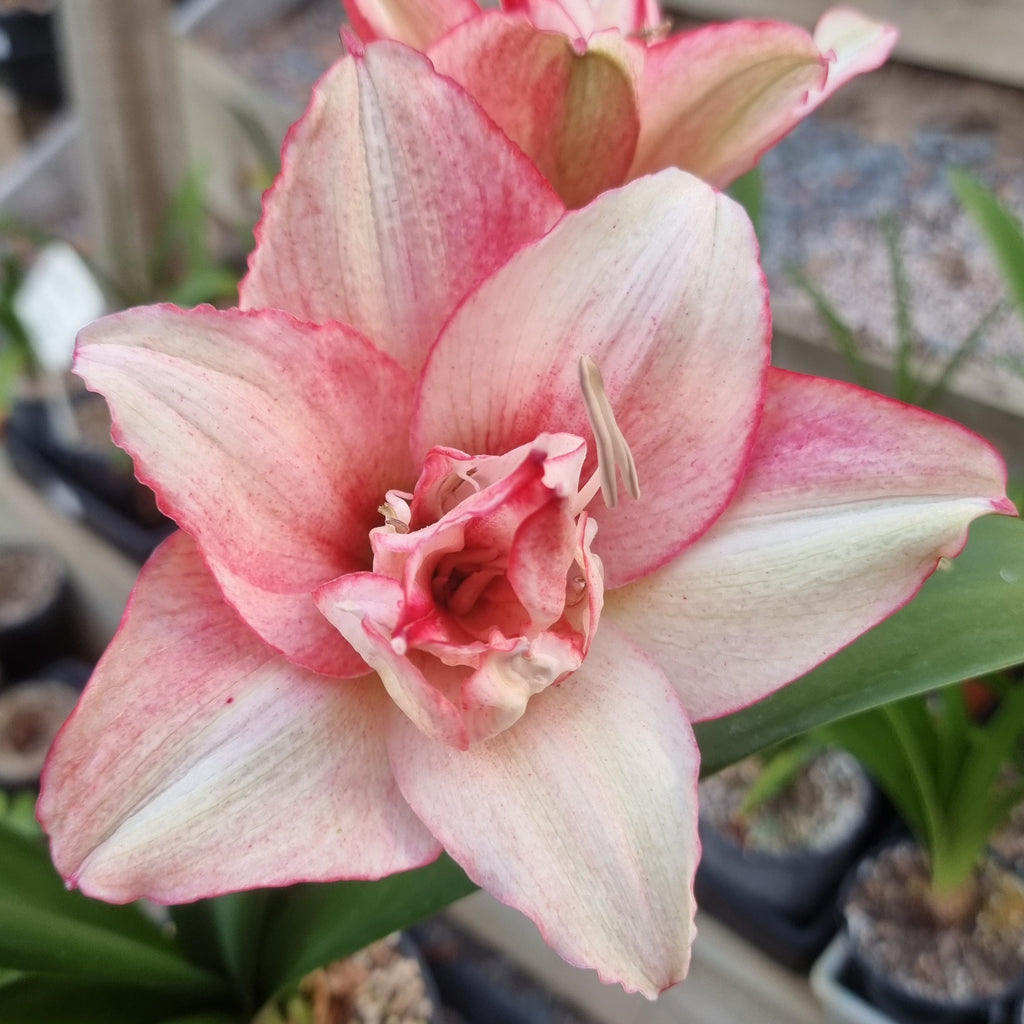 Hippeastrum ‘THCo #77 2025’ – MATURE 3+ YEAR OLD BULB
