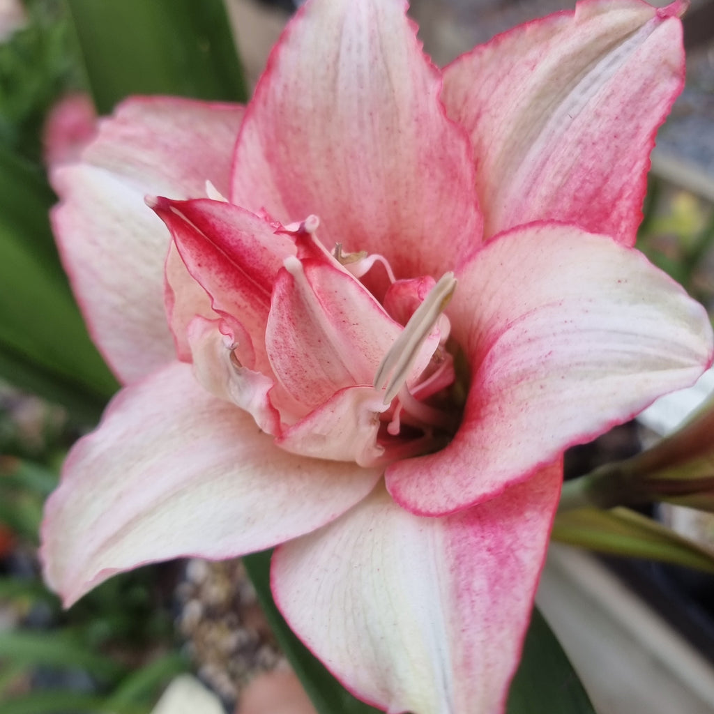 Hippeastrum ‘THCo #77 2025’ – MATURE 3+ YEAR OLD BULB