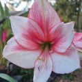 Hippeastrum ‘THCo #78 2025’ – MATURE 3+ YEAR OLD BULB