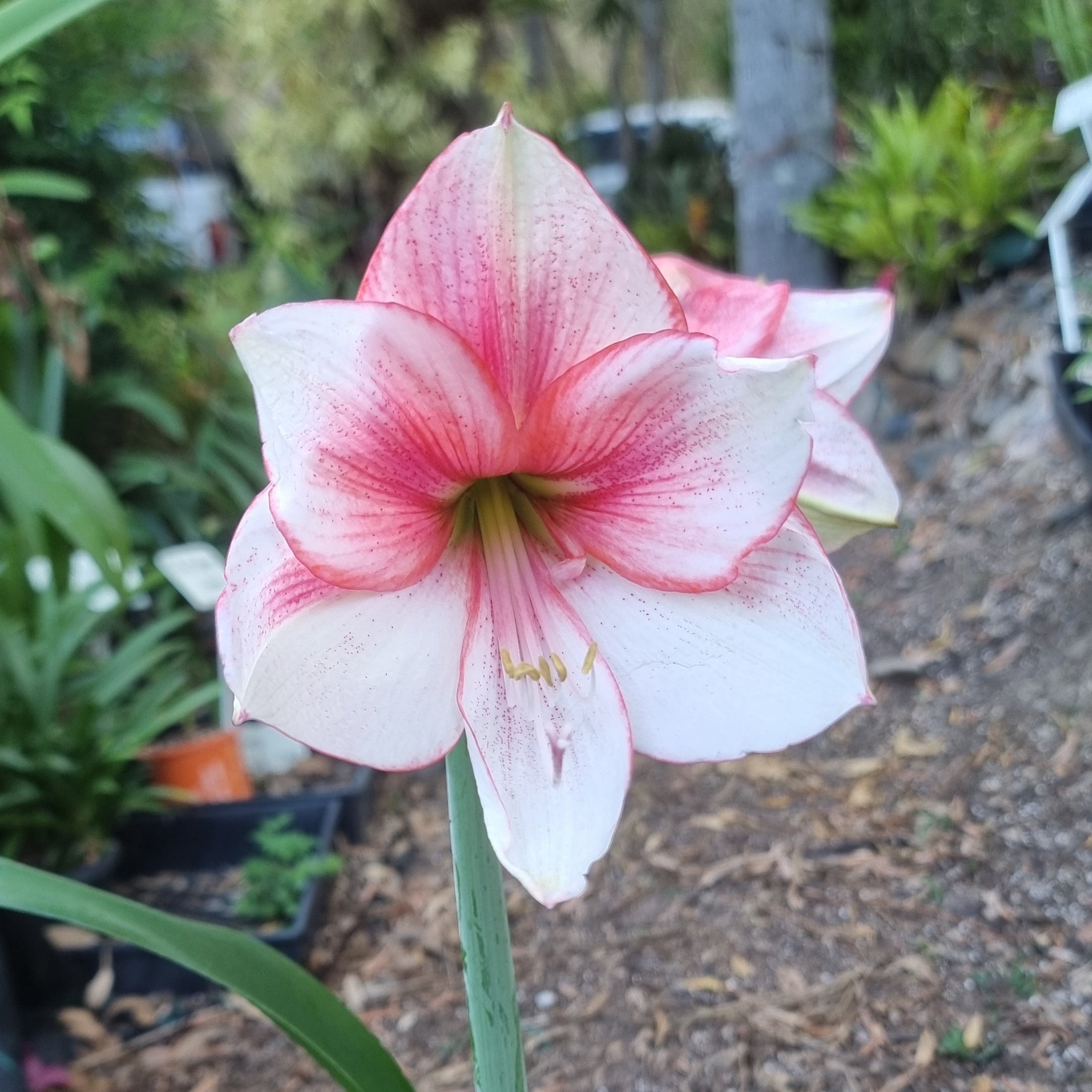 Hippeastrum ‘THCo #78 2025’ – MATURE 3+ YEAR OLD BULB
