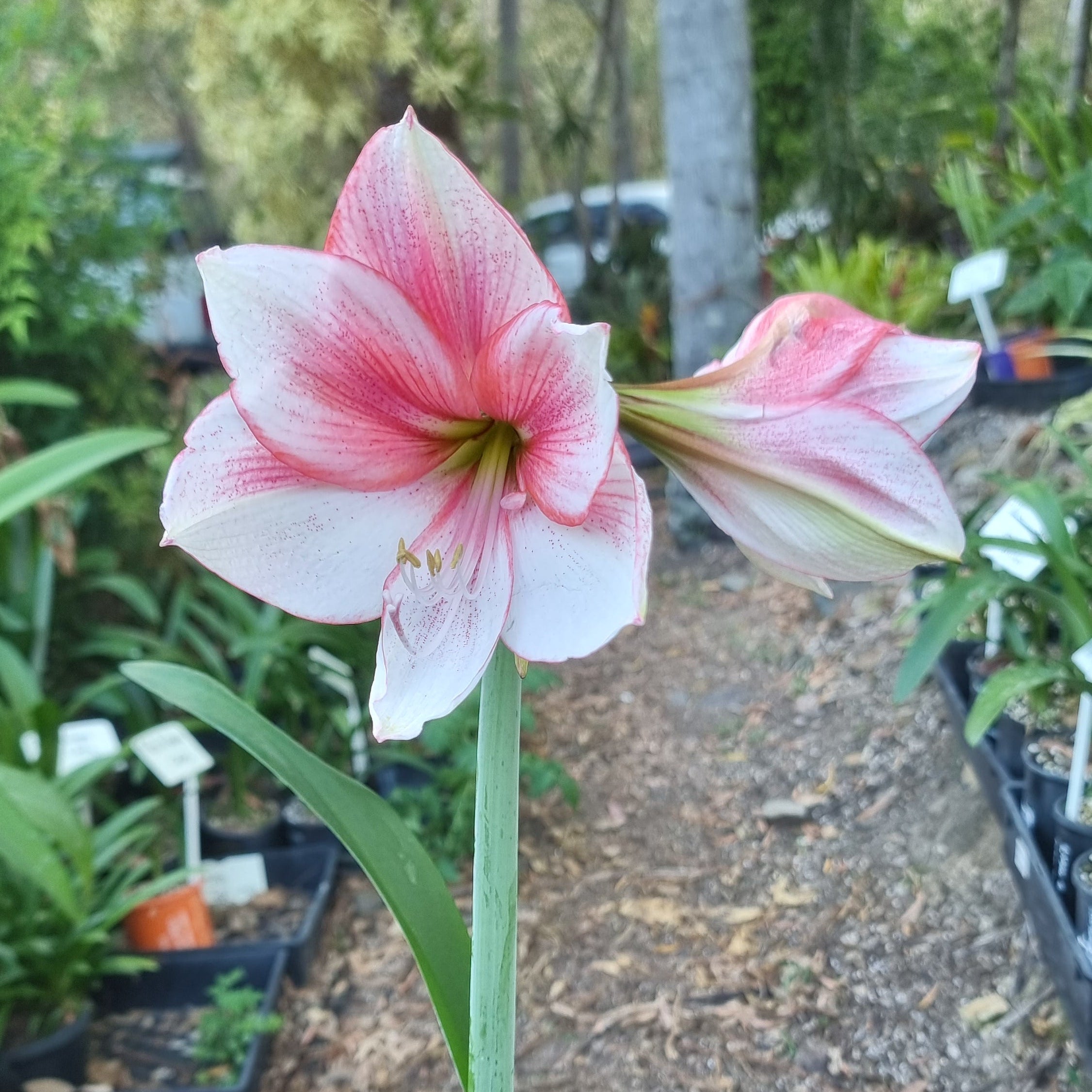 Hippeastrum ‘THCo #78 2025’ – MATURE 3+ YEAR OLD BULB