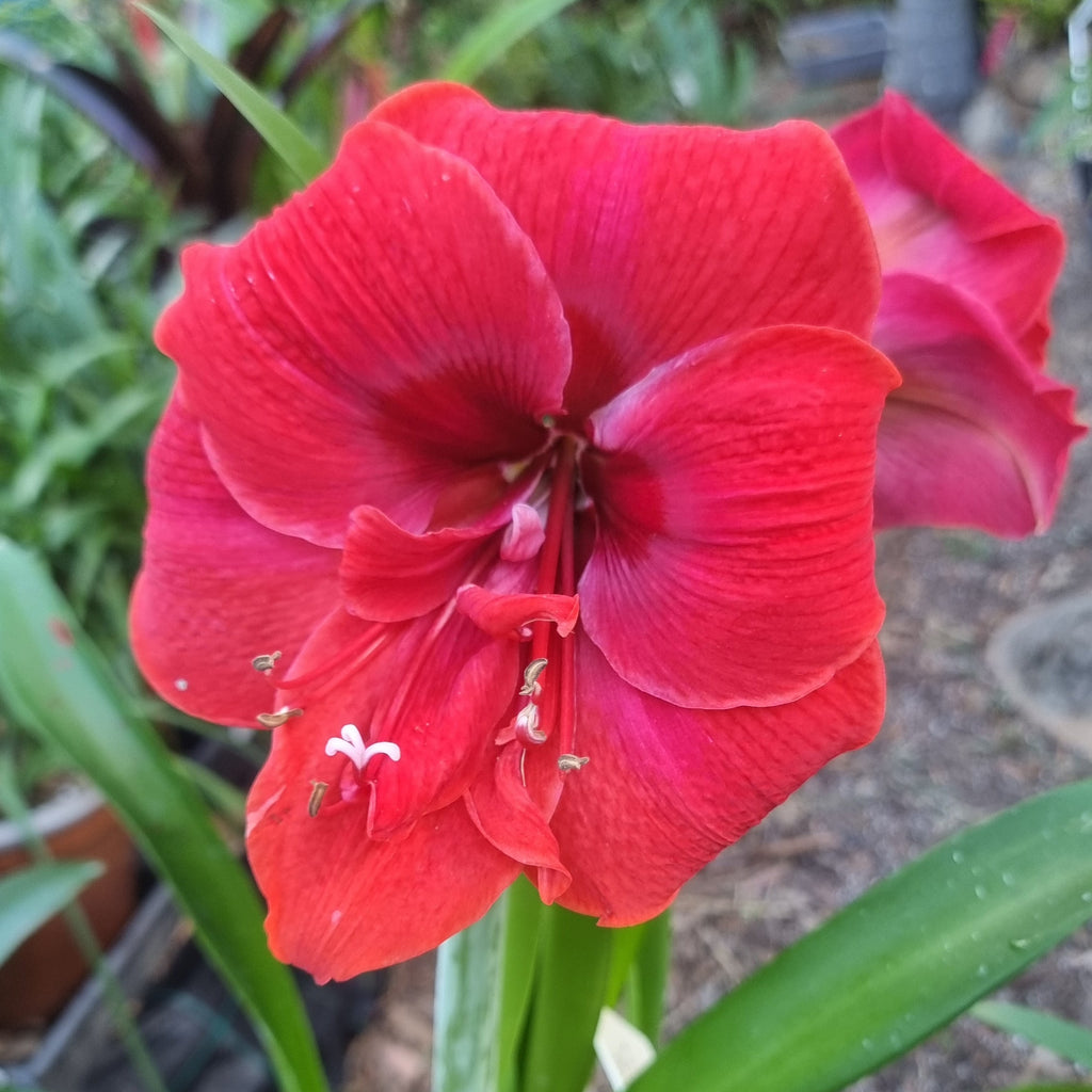 Hippeastrum ‘THCo #79 2025’ – MATURE 3+ YEAR OLD BULB