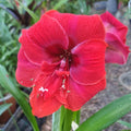 Hippeastrum ‘THCo #79 2025’ – MATURE 3+ YEAR OLD BULB