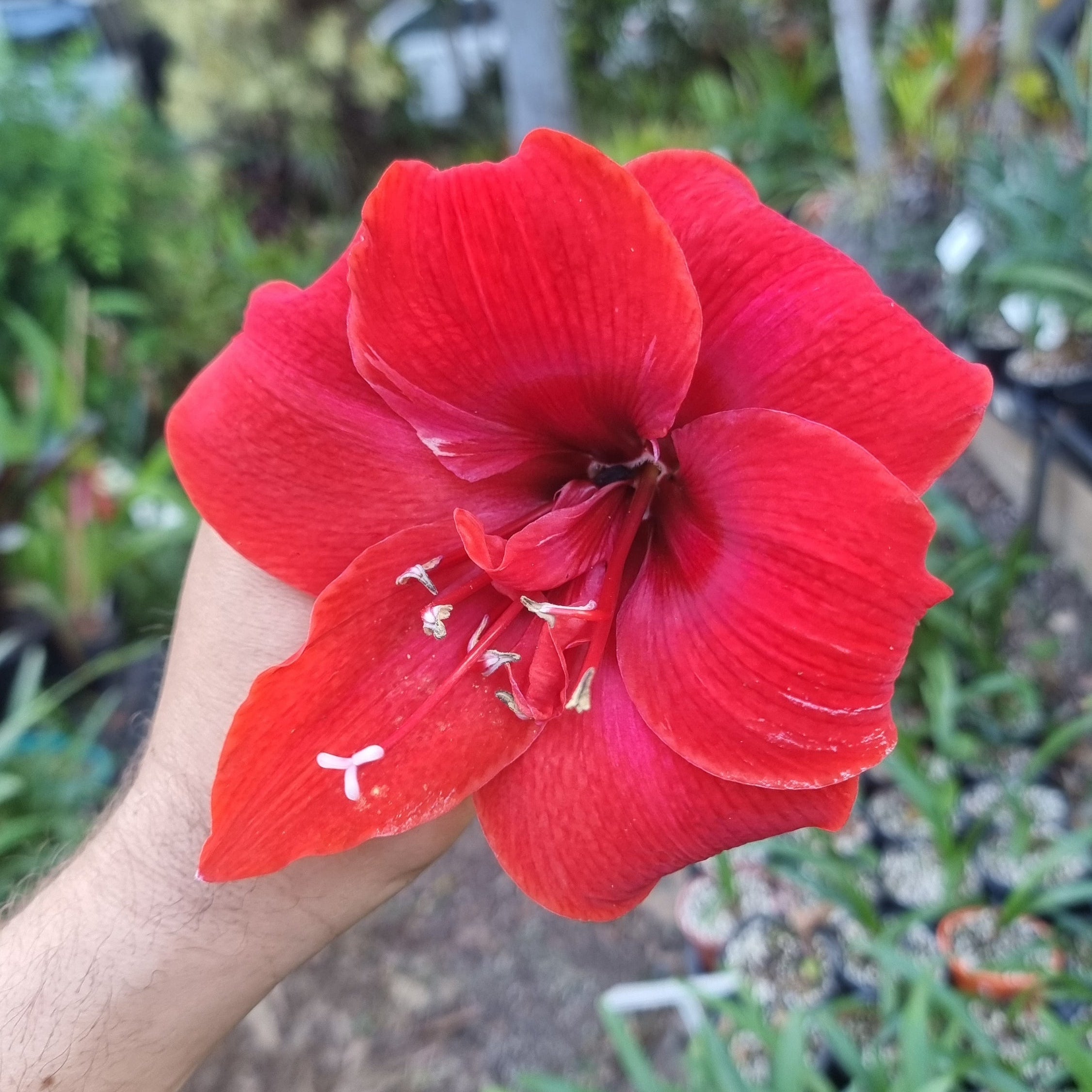 Hippeastrum ‘THCo #79 2025’ – MATURE 3+ YEAR OLD BULB