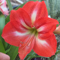 Hippeastrum ‘THCo #80 2025’ – MATURE 3+ YEAR OLD BULB