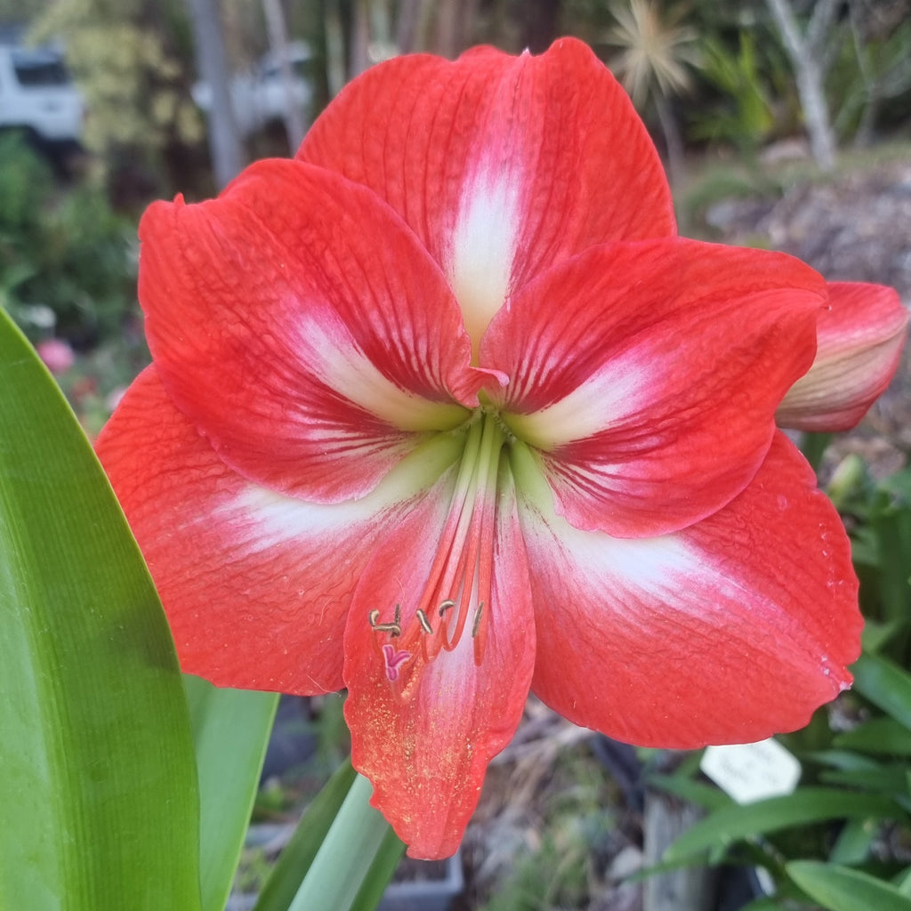 Hippeastrum ‘THCo #80 2025’ – MATURE 3+ YEAR OLD BULB