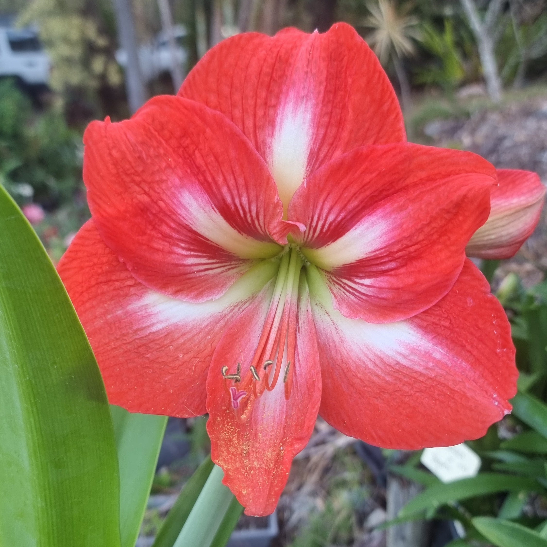 Hippeastrum ‘THCo #80 2025’ – MATURE 3+ YEAR OLD BULB