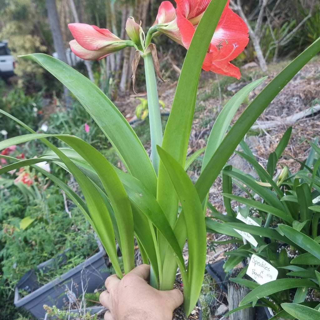 Hippeastrum ‘THCo #80 2025’ – MATURE 3+ YEAR OLD BULB
