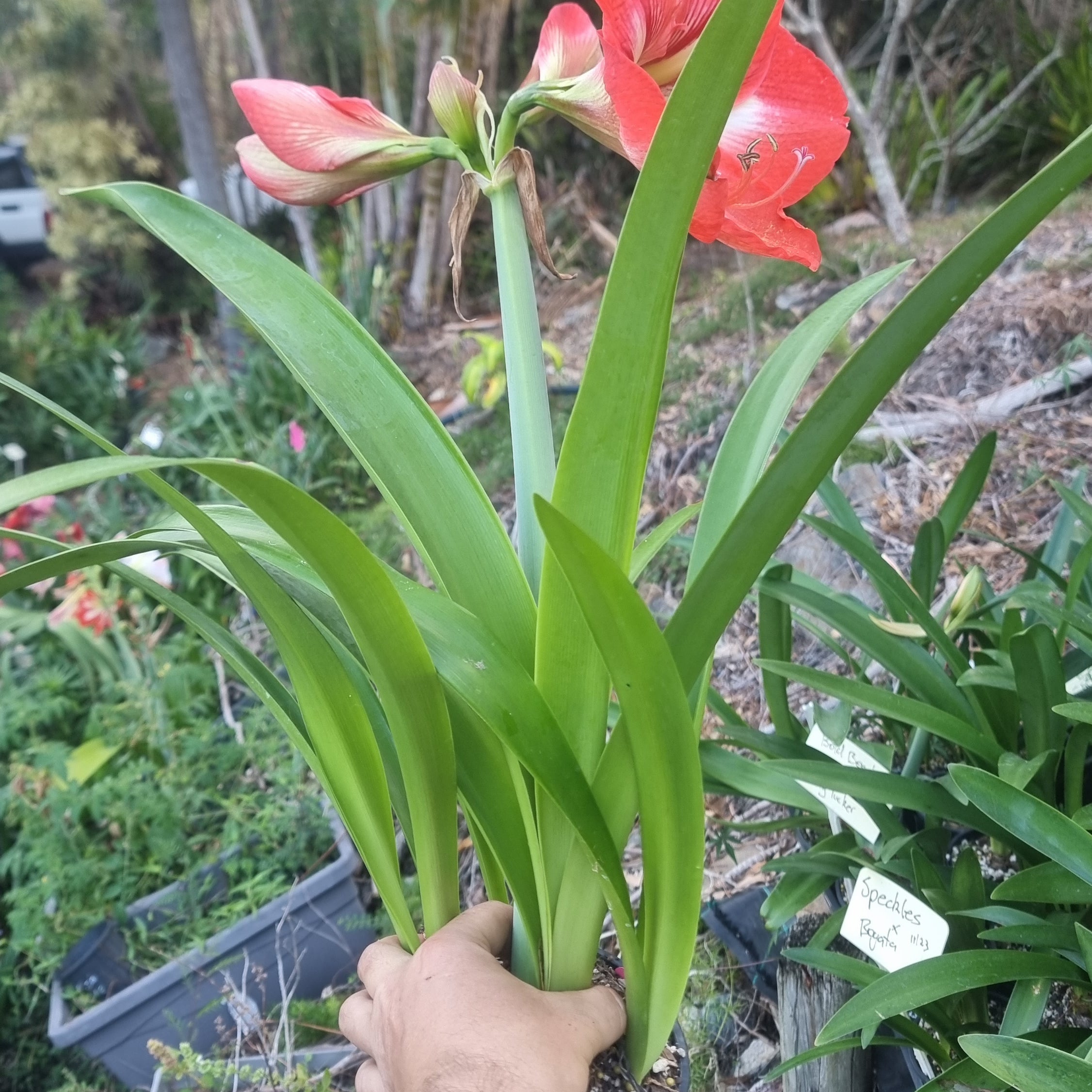 Hippeastrum ‘THCo #80 2025’ – MATURE 3+ YEAR OLD BULB