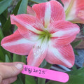 Hippeastrum ‘THCo #81 2025’ – MATURE 3+ YEAR OLD BULB