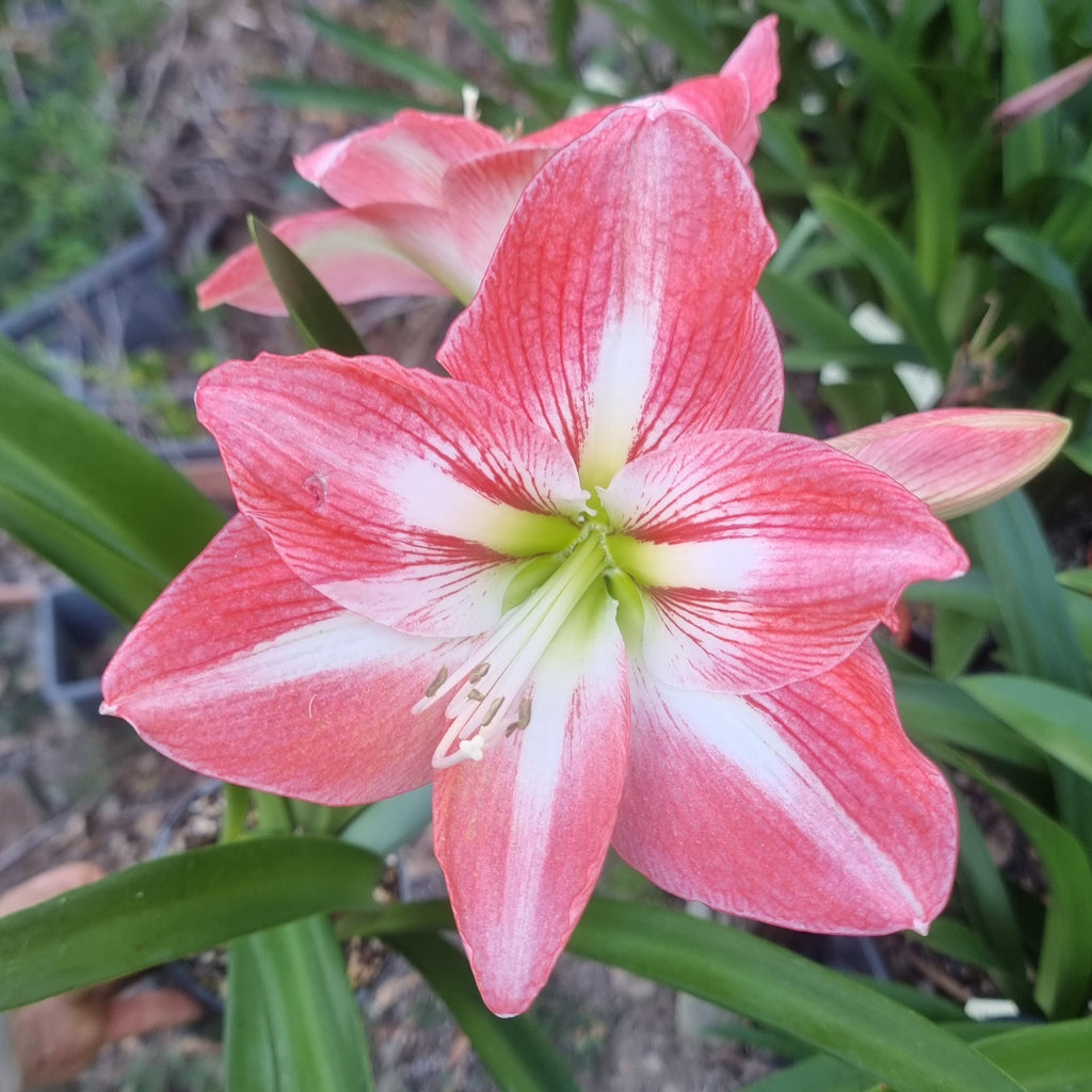 Hippeastrum ‘THCo #81 2025’ – MATURE 3+ YEAR OLD BULB