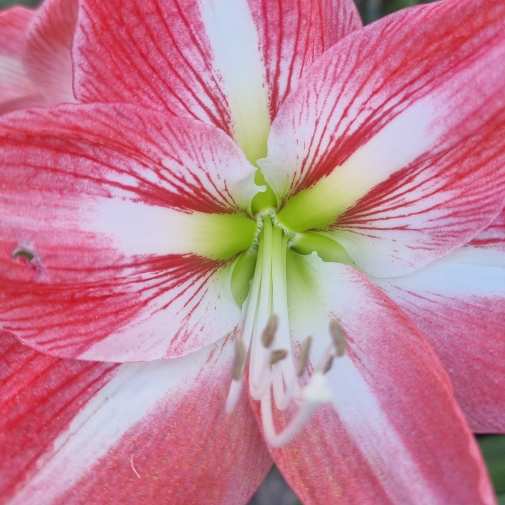 Hippeastrum ‘THCo #81 2025’ – MATURE 3+ YEAR OLD BULB