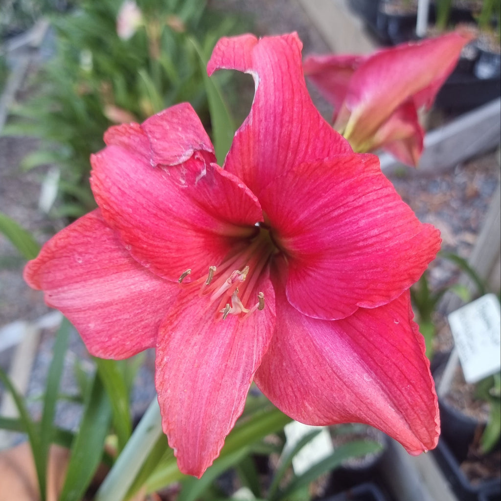 Hippeastrum ‘THCo #84 2025’ – MATURE 3+ YEAR OLD BULB