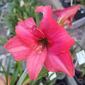 Hippeastrum ‘THCo #84 2025’ – MATURE 3+ YEAR OLD BULB