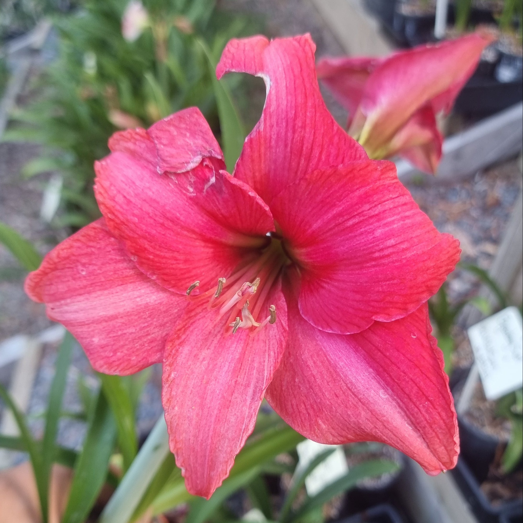 Hippeastrum ‘THCo #84 2025’ – MATURE 3+ YEAR OLD BULB