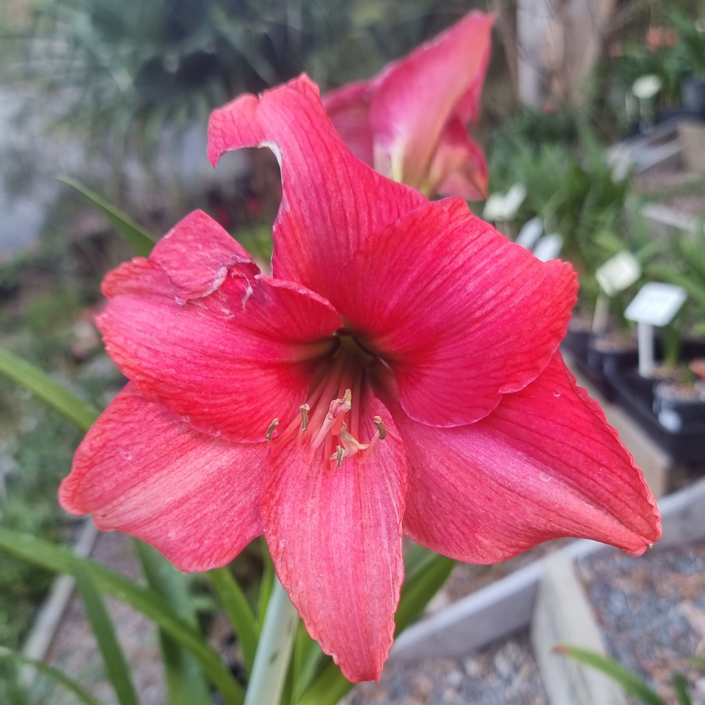 Hippeastrum ‘THCo #84 2025’ – MATURE 3+ YEAR OLD BULB