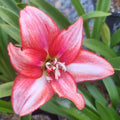 Hippeastrum ‘THCo #85 2025’ – MATURE 3+ YEAR OLD BULB
